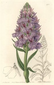 Suchozemská orchidej, endemická na ostrově Madeira - Water forte od S. Wattse z ilustrace Sarah Anne Drake (1803-1857), z botanického rejstříku od Sydenham Teast Edwards