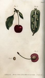 Oplodí hrachu (luštěniny) a část plodu třešně (nebo divoké třešně nebo ptáků). Barevná mědirytina, ilustrace Sydenham Edwards (1768-1819) pro Conference of Botanical, Botanická zahrada Lambeth (Anglie) od Sydenham Teast Edwards