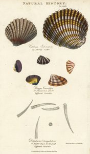 Srdcovka ostnitá, Cardium echinatum, zkrácené předení, Donax crenulata a zubní skořepina s osmi hřebeny, Dentalium octangulatum. Ručně kolorovaná mědirytina podle Sydenhama Edwardse z John Mason Good