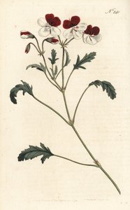 Jeřáb trojbarevný, Pelargonium tricolor. Ručně kolorovaná mědirytina od Sansom podle ilustrace Sydenhama Edwardse rom Botanical Magazine Williama Curtise, Londýn od Sydenham Teast Edwards