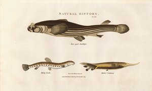 Tři neobvyklé druhy ryb od Sydenham Teast Edwards
