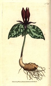 Muchomůrka nebo trillium přisedlé, Trillium přisedlé. Ručně kolorovaná mědirytina podle botanické ilustrace Jamese Sowerbyho z The Botanical Magazine Williama Curtise, Lambeth Marsh, Londýn od Sydenham Teast Edwards