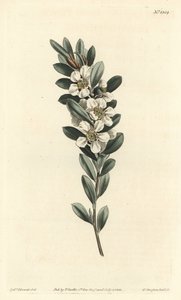 Strom nebo myrta australská - Čajovník pobřežní, Leptospermum laevigatum (Smooth fabricia, Fabricia laevigata). Ručně kolorovaná mědirytina F. Sansom Jr. podle ilustrace Sydenhama Edwardse z botanického časopisu Williama Curtise, T. Cur od Sydenham Teast Edwards
