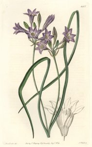 Triteleia ou brodiacea lache - Water forte od S. Wattse z ilustrace Sarah Anne Drake (1803-1857), z botanického rejstříku od Sydenham Teast Edwards