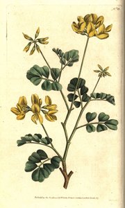 Coronilla Valencia - štírovník, Coronilla valentina subsp. glauca (Coronilla valentina subsp. glauca). Ručně kolorovaná mědirytina podle botanické ilustrace Sydenhama Edwardse z The Botanical Magazine Williama Curtise. od Sydenham Teast Edwards