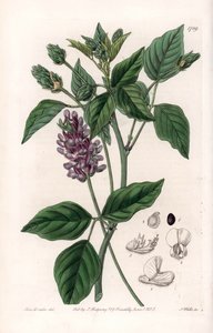 Variete de Psoralea - rytá deska od S. Wattse, z ilustrace Sarah Anne Drake (1803-1857), z botanického registru Sydenham Edwards (1768-1819), Anglie od Sydenham Teast Edwards