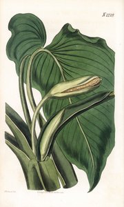 Variete de calla ou arum - Aromatická kala, Homalomena aromatica (Calla aromatica). Ručně kolorovaná mědirytina od Weddella po ilustraci Sydenhama Edwardse z “”” Botanical Magazine,”” London Samuela Curtise od Sydenham Teast Edwards