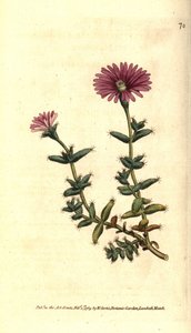 Varieta fíkovníku - fíkovník vousatý, Mesembryanthemum barbarum. Ručně kolorovaná mědirytina podle botanické ilustrace z The Botanical Magazine Williama Curtise, Lambeth Marsh, Londýn. od Sydenham Teast Edwards