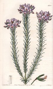 Varieta gompholobium (čeleď bobovitých rostlin), původem z Austrálie - deska vyrytá S.Wattsem podle ilustrace Sarah Anne Drakeové (1803-1857) z botanického rejstříku Sydenhama Edwardse (1768-1819), Anglie. od Sydenham Teast Edwards