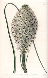 Odrůda lilie (Helonias asphodeloides) - vyryl S. Watts, z ilustrace Sarah Anne Drake (1803-1857), z botanického registru Sydenham Edwards (1768-1819), Anglie od Sydenham Teast Edwards