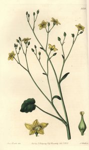 Odrůda villarsia, endemická pro Austrálii - Ornduffia reniformis (villarsia ledvinová, Villarsia reniformis). Ručně kolorovaná mědirytina od S. Wattse podle ilustrace slečny Sarah Drakeové z botanického registru Sydenhama Edwardse, Ridgeway, od Sydenham Teast Edwards