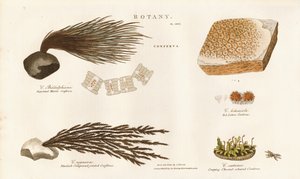 Různé druhy řas (Conferva) od Sydenham Teast Edwards