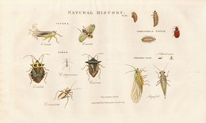 Různé druhy hmyzu z čeledí cikád a brouků