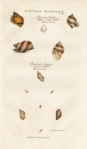 Různé druhy Whelků od Sydenham Teast Edwards