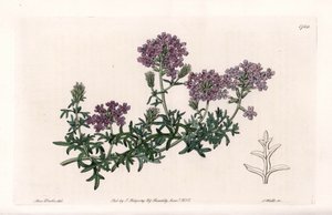 Verbena multifide - vyryla S. Watts, z ilustrace Sarah Anne Drake (1803-1857), z Botanického registru Sydenham Edwards (1768-1819), Anglie od Sydenham Teast Edwards