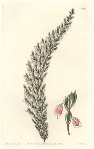 Vesicular Epiary, původně z Evropy - Water forte od S. Wattse z ilustrace Sarah Anne Drake (1803-1857), z Botanického rejstříku od Sydenham Teast Edwards