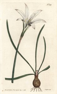 Virginia Amaryllis - Atamasco lilie, Zephyranthes atamasco (Amaryllis atamasco) - Ručně kolorovaná mědirytina od Sansom podle ilustrace Sydenhama Edwardse rom William Curtis