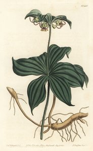 Virginia Medeole neboli divoká okurka - indická okurka, Medeola virginiana. Ručně kolorovaná mědirytina F. Sansom Jr. podle ilustrace Sydenhama Edwardse z William Curtis