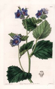 Viscous Phacelia - Talíř vyrytý S. Wattsem, z ilustrace Sarah Anne Drake (1803-1857), z Botanického registru Sydenham Edwards (1768-1819), Anglie od Sydenham Teast Edwards