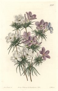 White and Purple Leptosiphon - Strong Water od S. Wattse z ilustrace Sarah Anne Drake (1803-1857), z Botanického rejstříku od Sydenham Teast Edwards