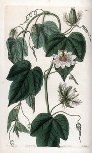 Bílý květ mučenka - rytá deska od S.Watts, z ilustrace Sarah Anne Drake (1803-1857), z Botanického registru Sydenham Edwards (1768-1819), Anglie od Sydenham Teast Edwards