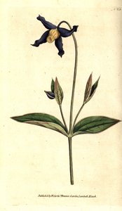 Celolistý plamének - plamének celolistý neboli panenský plamének, Clematis integrifolia. Ručně kolorovaná mědirytina podle botanické ilustrace z The Botanical Magazine Williama Curtise, Lambeth Marsh, Londýn od Sydenham Teast Edwards
