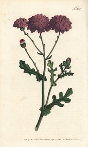 Divoký cineraire - Sysel purpurový nebo starček, Senecio elegans. Ručně kolorovaná mědirytina od Sansom podle ilustrace Sydenhama Edwardse rom William Curtis