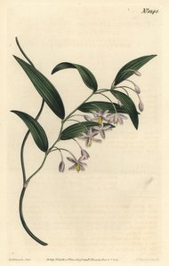 Vombat bobule, nebo nejširší-listý eustrephus, Eustrephus latifolius. Ručně kolorovaná mědirytina F. Sansom Jr. podle ilustrace Sydenhama Edwardse z William Curtis