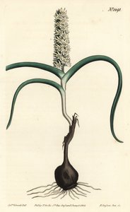 Wurmbea monopetala (Melanthium monopetalum mnohokvěté). Ručně kolorovaná mědirytina F. Sansom Jr. podle ilustrace Sydenhama Edwardse z William Curtis
