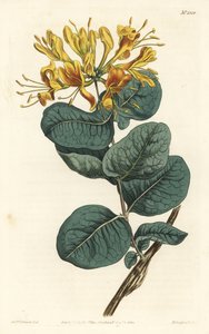 Žlutokvětá dřevomorka, Lonicera flava. Ručně kolorovaná mědirytina F. Sansom Jr. podle ilustrace Sydenhama Edwardse z William Curtis