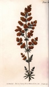 Žlutá gaillet nebo žlutá mléčná křepelka. Barevná mědirytina, ilustrace Sydenham Edwards (1768-1819) pro Conference of Botanical, Botanická zahrada Lambeth (Anglie) od Sydenham Teast Edwards