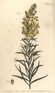 Žlutá ropucha len nebo hledík, Antirrhinum majus, Angiospermia. Ručně kolorovaná mědirytina F. Sansoma botanické ilustrace Sydenhama Edwardse pro přednášky Williama Curtise o botanice dodané v Botanické zahradě v Lambeth od Sydenham Teast Edwards