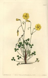 Žlutý šťovík, Oxalis micrantha (oxalis Cummingův, Oxalis cummingii). Ručně kolorovaná mědirytina S. Wattse podle ilustrace Williama Herberta z Sydenham Edwards