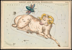 Beran a Musca borealis, asi 1825 (karta, papír, tkanivo) od Sydney Hall
