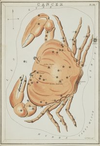 Rakovina, ilustrace z 