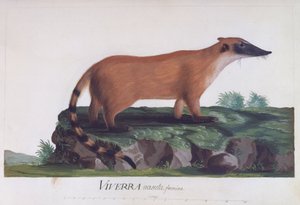 Samice Viverra nasuta, kolorovaná rytina Sidneyho Parkinsona (cca 1745-1771)