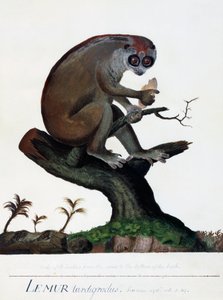 Lemur pomalý