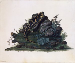 Salamander, akvarel Sidney Parkinson (asi 1745-1771), Velká Británie