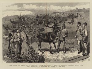 Princ z Walesu ve Švédsku, princ zkoumající stádo sobů stažené z hor do Storlienu na příkaz krále od Sydney Prior Hall
