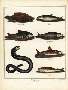 Lov: platýs, jelec, plotice, jelen, siven, úhoř, sekana. 1792 (rytina)