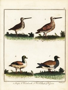 Zvěřina: sluka, sluka lesní, kachna divoká a wigeon. 1792 (rytina)