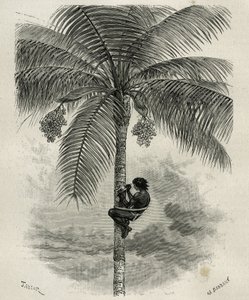 La recolte de la wax de palmier ceroxylon, dans le Quindio (Kolumbie), rytina Taylor a Ferdinandus, pro ilustraci příběhu L