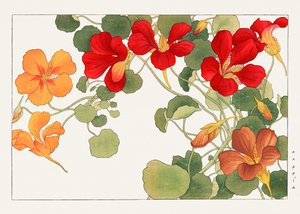 Květina Nasturtium z knihy "Seiyou Sokazufu"