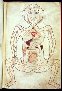 Organické členy a embryo v lidském těle, polovina 15. století od Tashri Al Badan