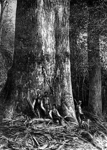 Obří eukalyptus, Austrálie, 1886