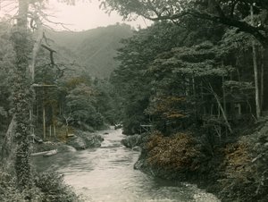Podzimní les v oblasti Jamanaka, asi 1900-1915 (fotografie)