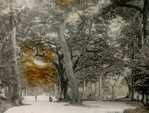 Stoleté stromy v parku Šimogamo, Kjóto, asi 1900-1915 (fotografie)