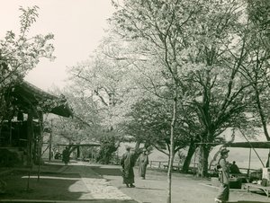 Třešňové květy ve městě Otsu na ostrově Honšú, asi 1900-1915 (fotografie) od Teijiro Takagi