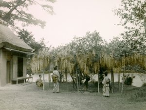 Glycin v květu v Nagaoka - Kyo v Kjótu kolem roku 1900 - 1915 (fotografie)