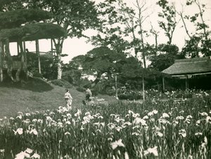 Zahrada kosatců Horikiriho Šobuena v Tokiu, asi 1900-1915 (fotografie) od Teijiro Takagi